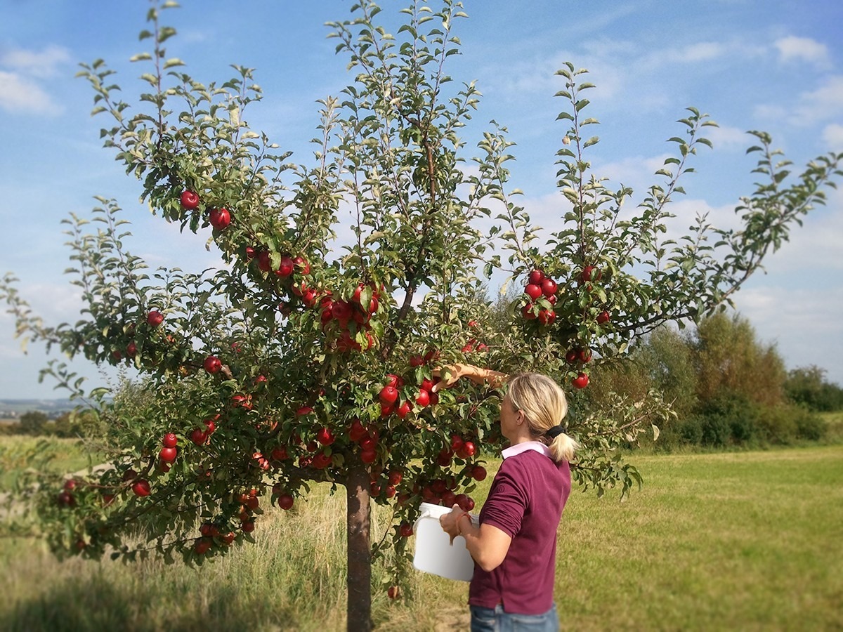 obstbaum_1200